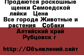 Продаются роскошные щенки Самоедской лайки › Цена ­ 40 000 - Все города Животные и растения » Собаки   . Алтайский край,Рубцовск г.